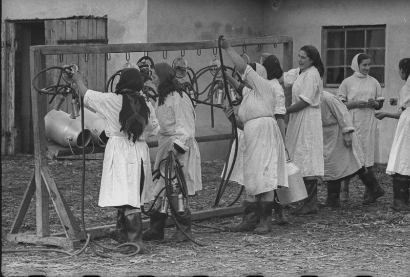 Буковина. Доярки на ферме, 1960 год, Украинская ССР, Черновицкая обл.