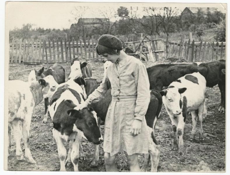 Школьница с телятами, 1942 год