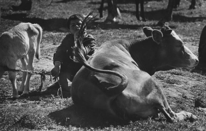 Мальчик-пастух, 1960-е, Армянская ССР. Выставка «Пастухи» с этой фотографией.&nbsp;