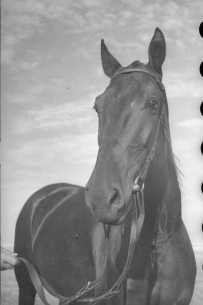 Племенная лошадь, 1938 год, Куйбышевская обл., колхоз «Степной маяк».. Ныне Самарская область.
