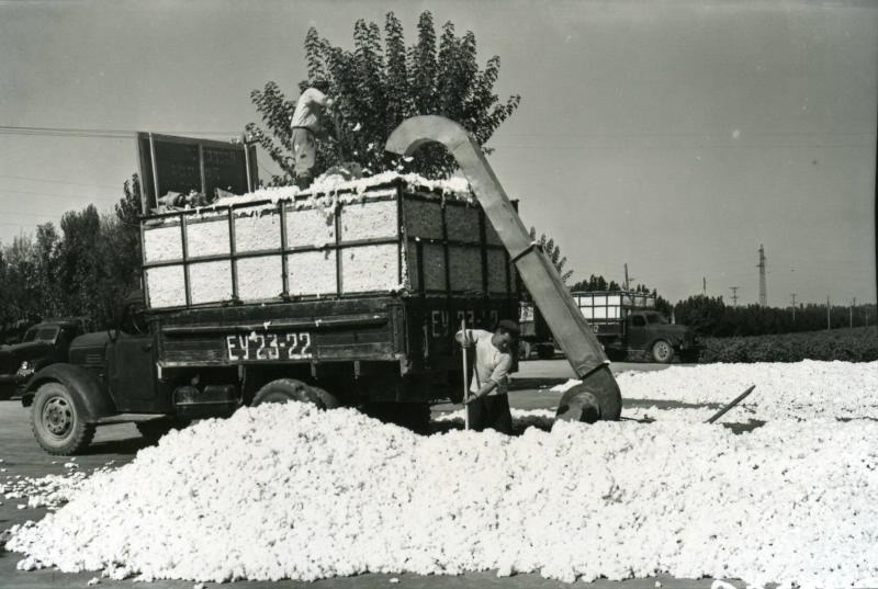 Транспортировка хлопка-сырца, 1960 - 1965, Узбекская ССР