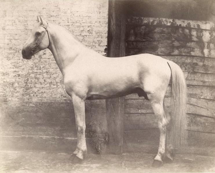 Жеребец, 1890-е