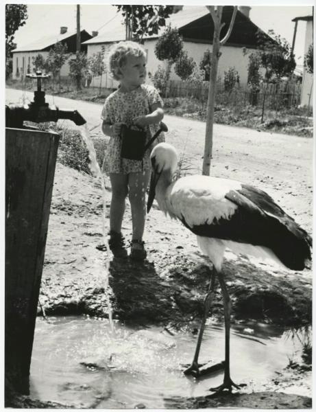 Аист, 1980-е. Выставки&nbsp;«Самые дорогие и любимые»,&nbsp;«Двойной портрет: человек и природа»&nbsp;и «Птицы» с этой фотографией.