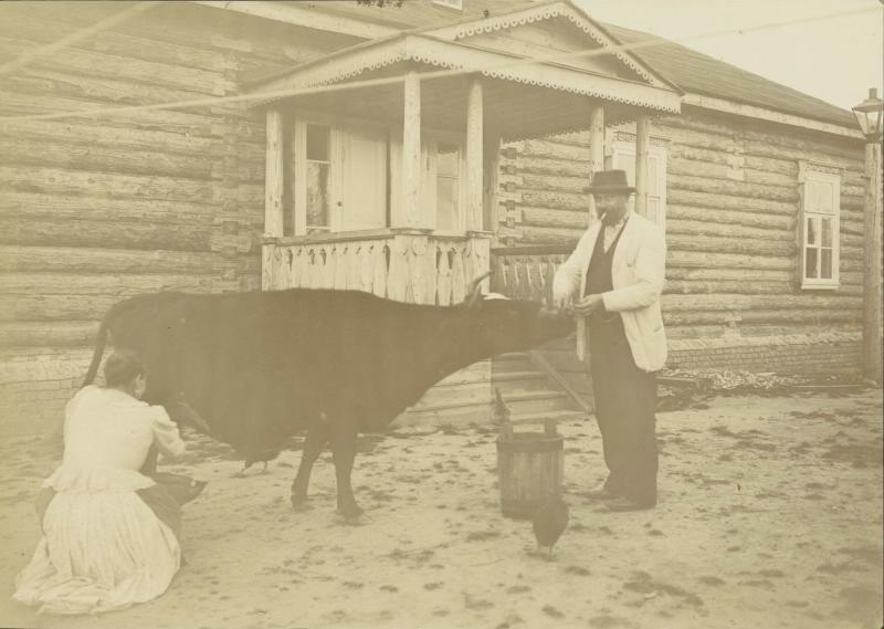 Мужчина кормит корову, 1890 - 1909
