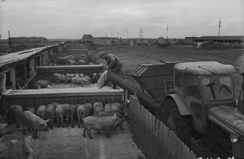 Кормление свиней, 1955 - 1965. Трактор МТЗ-5 с прицепом загрузчиком сухих кормов.Выставка «Свиноводство в СССР» с этой фотографией.