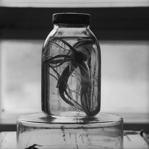 Корень женьшеня в банке с водой, 1967 год, Владивосток