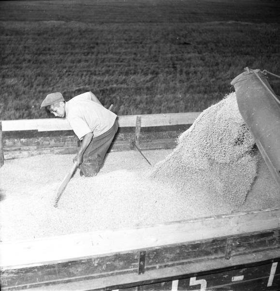 Школьник на уборке принимает зерно из-под комбайна, 1950-е