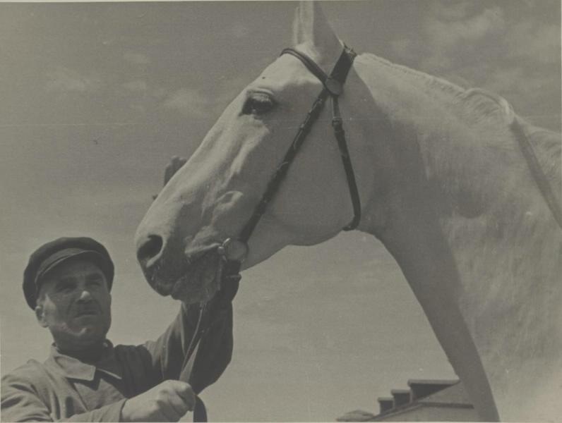 Орловский рысак-рекордсмен Улов, 1939 год. Выставка «По коням!» с этой фотографией.&nbsp;