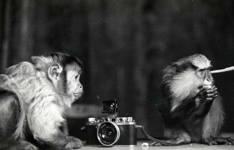 Обезьяны с фотоаппаратом, 1962 год