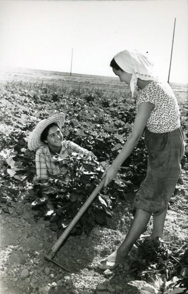 Девушки на бахче, 1955 - 1965
