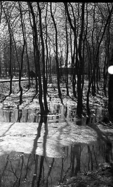 Весна. Березы, 1938 год, Куйбышевская обл.. Ныне Самарская область.Выставка «Охота за светом» с этой фотографией.
