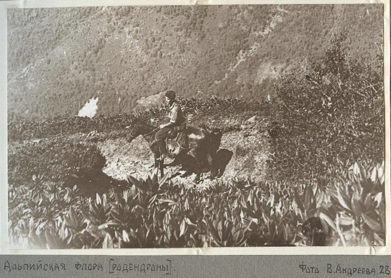 Альпийская флора (Родендроны), 1928 год