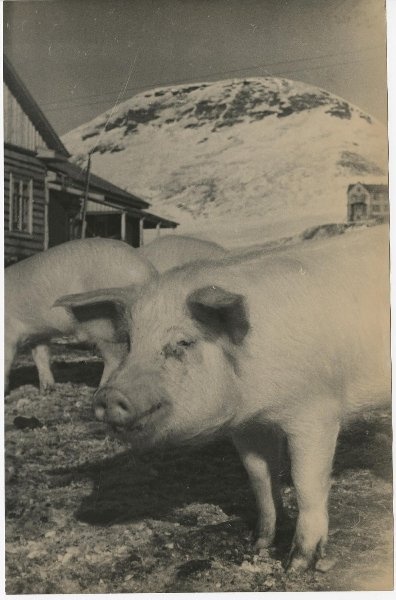 Свиноферма на острове Шпицберген, 1930-е, архипелаг Шпицберген. Выставка «Свиноводство в СССР» с этой фотографией.