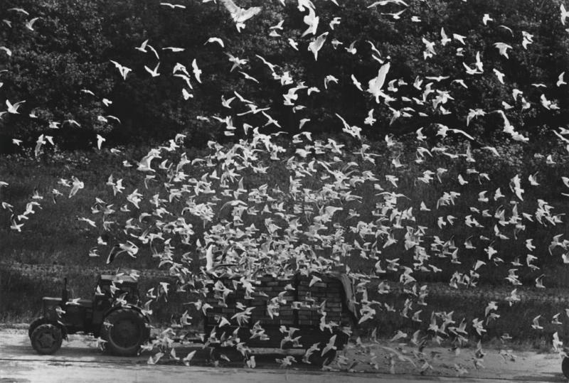 Чайки, 1970-е, Эстонская ССР. Выставка «Птицы» с этой фотографией.&nbsp;