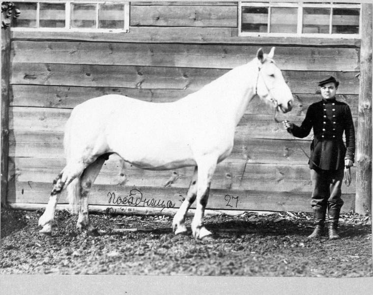 Лошадь Посадница, 1870-е