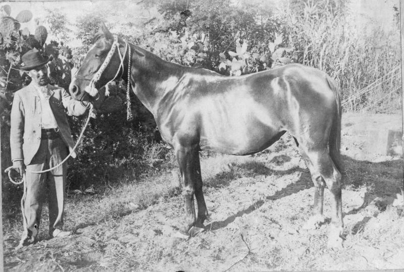 Лошадь Дейрская, 1900 год
