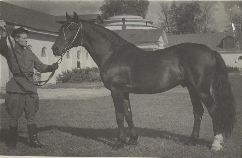 Мужчина, держащий под уздцы коня, 1950 год