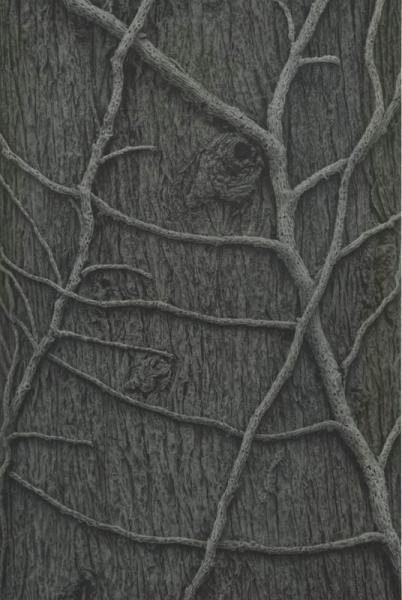 Лиана, 1990 год. Выставка «Проект "Дерево"» с этой фотографией.