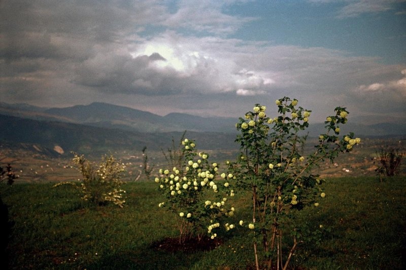 Парк на горе Сталина, 1951 - 1954, г. Сухуми. Выставка «Абхазия» с этой фотографией.&nbsp;