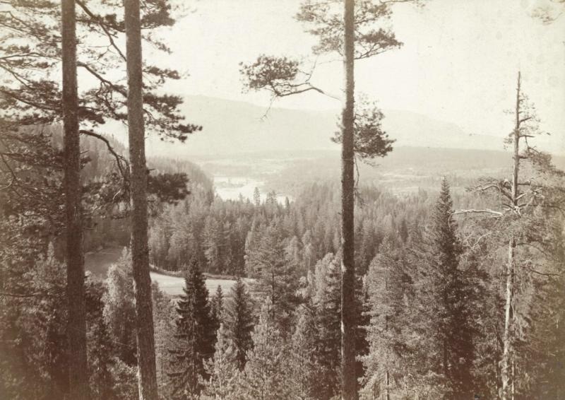Лес, 1890-е. Выставка «Лес» с этой фотографией.