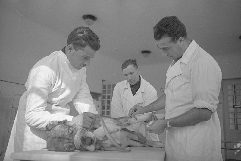 ВСХВ. Ветеринарная лечебница. Хирургический кабинет, 1939 год, г. Москва. Выставка «На страже здоровья братьев наших меньших» с этой фотографией.&nbsp;