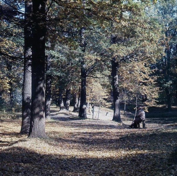 В осеннем парке, 1960 - 1979. Выставка «Золотой октябрь» с этой фотографией.