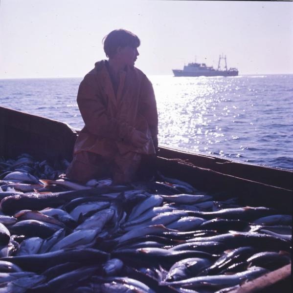 Рыбак, 1965 - 1975