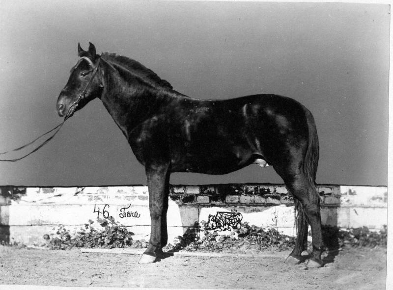 Конь Бача, 1870-е