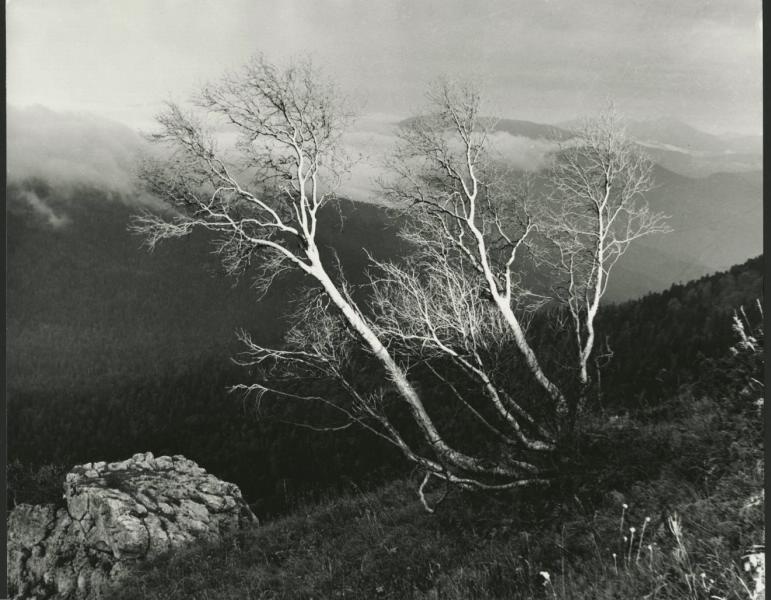 Деревья на склоне, 1980-е. Выставка «Проект "Дерево"» с этой фотографией.