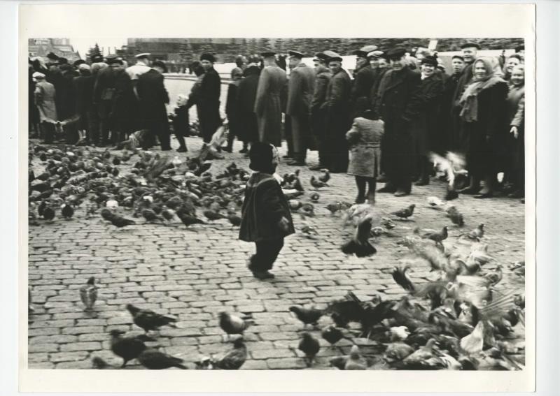 Голуби на Красной площади, 1950-е