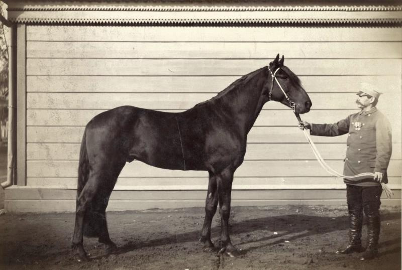 Жеребец Выигрыш, 1880-е