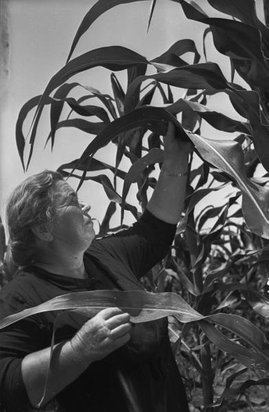 На кукурузном поле, 1950-е, Грузинская ССР, с. Чумлаки, колхоз им. М.И. Калинина. Женщина-колхозница стоит перед высокими растениями кукурузы.