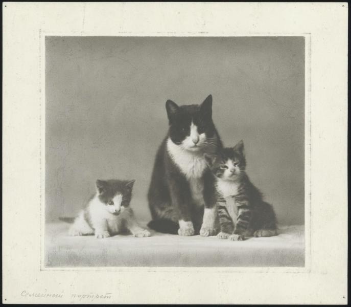 «Семейный портрет», 1920-е. Выставка «10 лучших фотографий кошек» с этим снимком.
