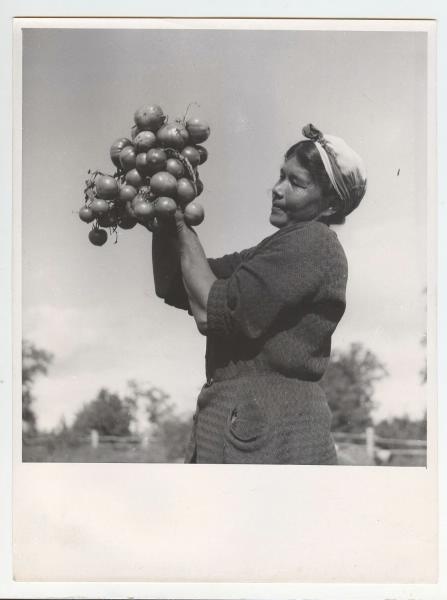Урожай помидоров, 1970-е