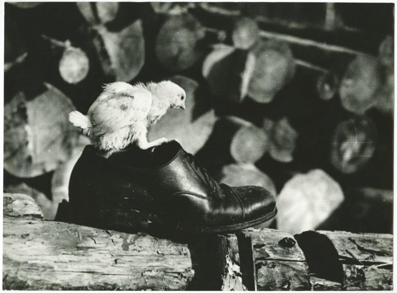Слишком велик, 1958 год