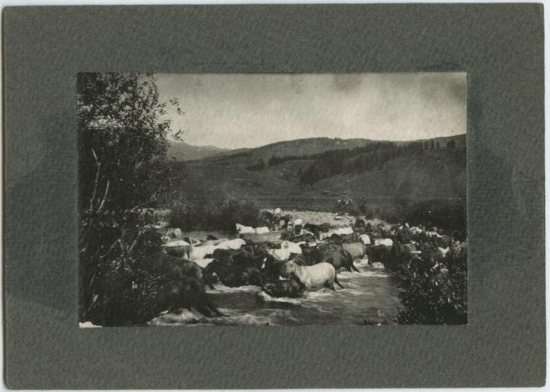 Табун лошадей, 1930-е
