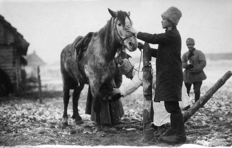 Осмотр боевой лошади, 1915 год