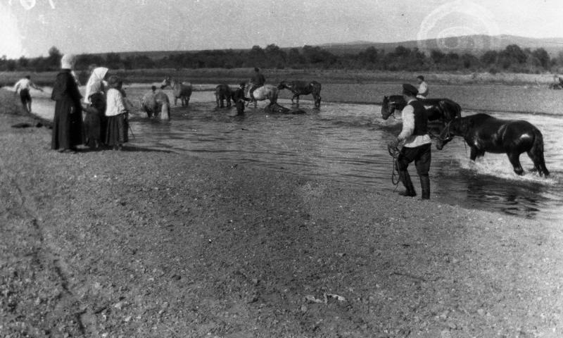 Русско-японская война. Купание лошадей в реке, 27 января 1904 - 23 августа 1905, г. Владивосток
