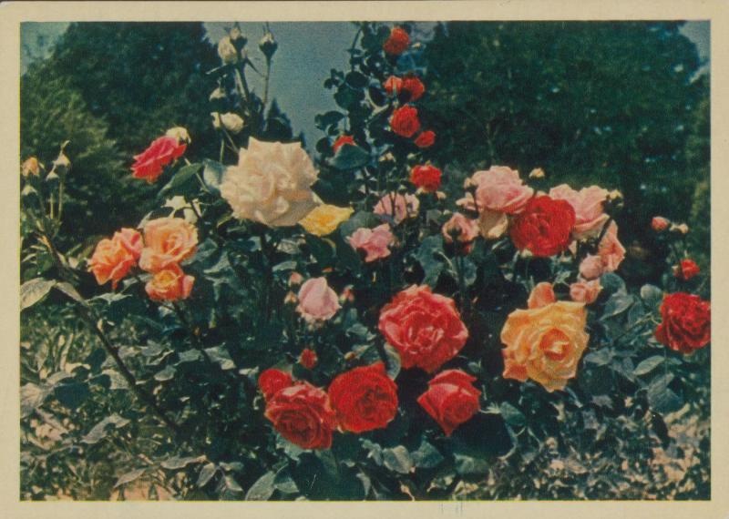 Розы, 1957 год, г. Москва