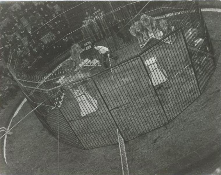 Цирк. Львы, 1930 год, г. Москва