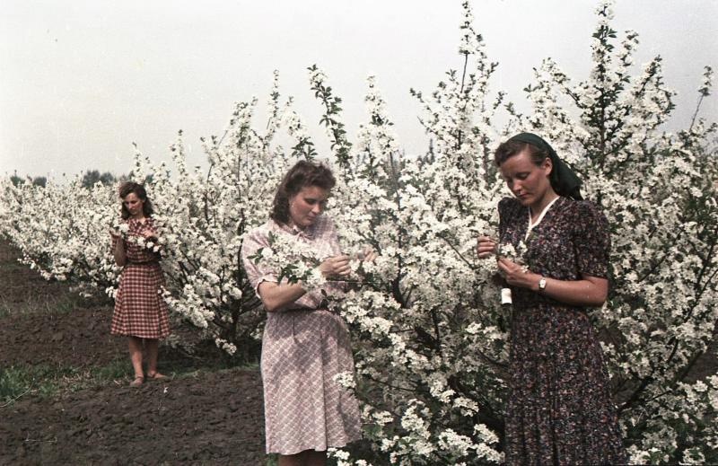 Работницы в цветущем яблоневом саду, 1950-е, Тамбовская обл., г. Мичуринск. Выставка «Россия целиком» с этой фотографией.&nbsp;
