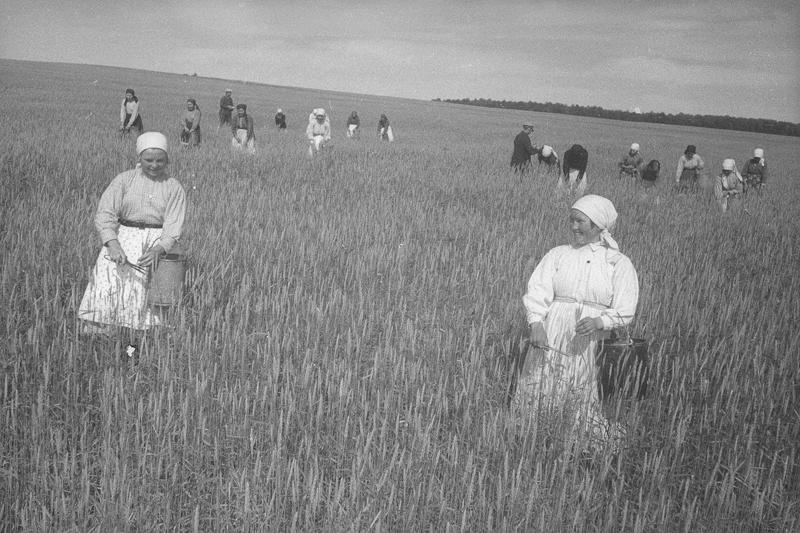 Сортовая прополка в колхозе «Красные ключи», 1938 год, Куйбышевская обл.. Ныне Самарская область.