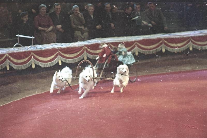Собачья упряжка на арене цирка, 1960-е, г. Москва