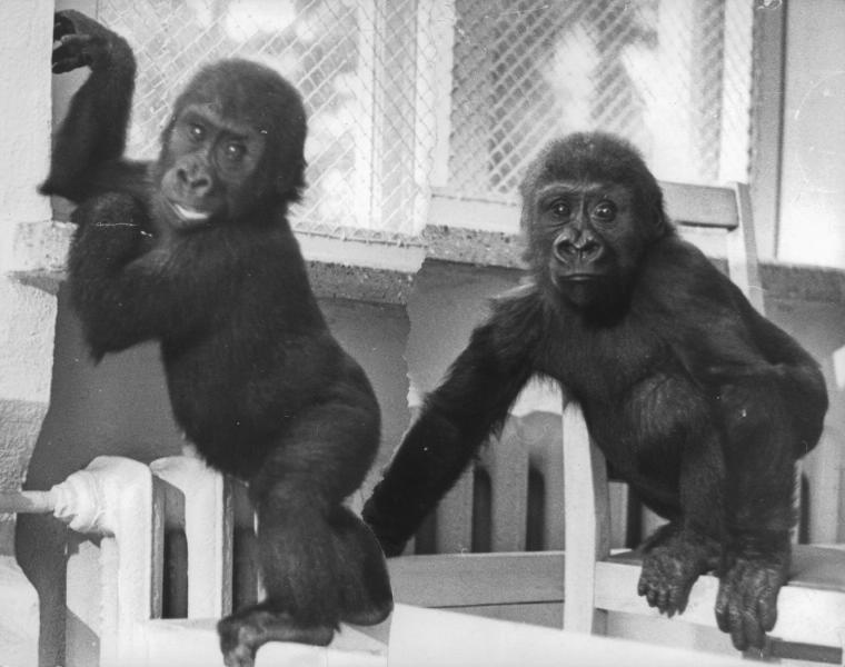В Сухумском питомнике Института экспериментальной патологии и терапии Академии медицинских наук СССР впервые в нашей стране обосновались человекообразные обезьяны-гориллы, 30 декабря 1967, Абхазская АССР, г. Сухуми. До 1936 и после 1992 года –&nbsp;Сухум.&nbsp;