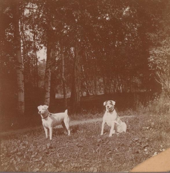 Собаки, 1895 - 1905