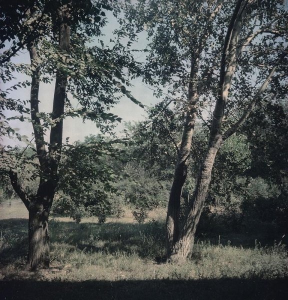 Лето, 1950-е, Украинская ССР, г. Одесса