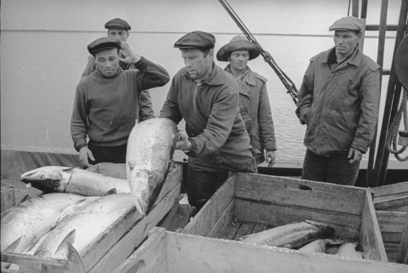 Фото "Рыбаки оценивают улов", 1965 год, Архангельская обл. - История ...