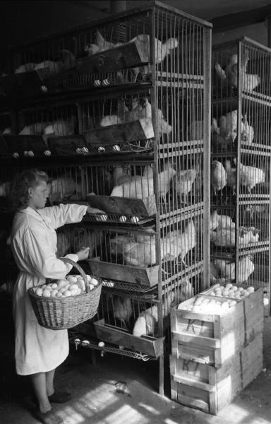 Томилинская птицефабрика им. А. Е. Бадаева, 1950 год, Московская обл.. Выставка «А где же яйца?» с этой фотографией.&nbsp;