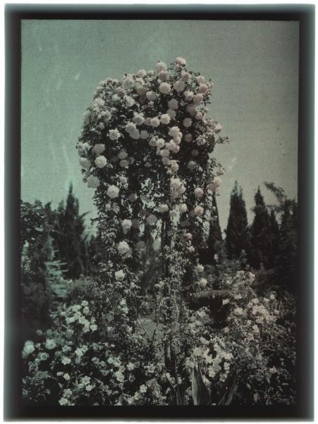 Штамбовая роза, 1910-е, Таврическая губ., Крым, г. Ялта