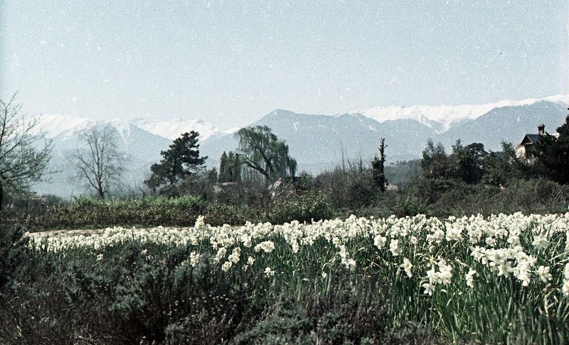 Гантиади, 1950-е, Абхазская АССР, пос. Гантиади. Гантиади (груз.) - официальное название поселка Цандрыпш (абх.) с 1944 по 1993 год.